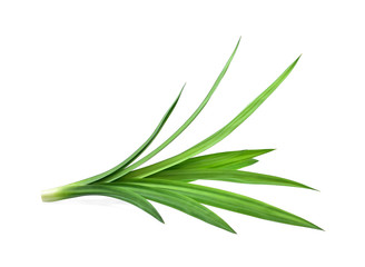 Fototapeta premium Pandan leaves.Thai pandan leaves.Green leaves so beautiful.Fresh pandan leaves isolated on white background