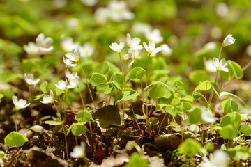 Oxalis articulata or acetosella. Medicinal wild blossoming wood sorrel herb. Grass with white, pink or yellow flowers growing in the forest or glade. Healthy plant used as food and drink ingredient.