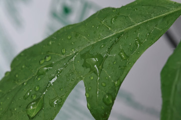 water drops on leaf