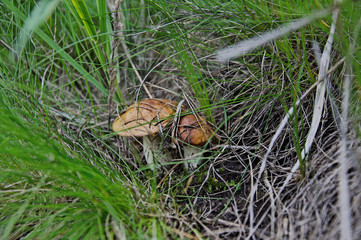 mushroom in the grass