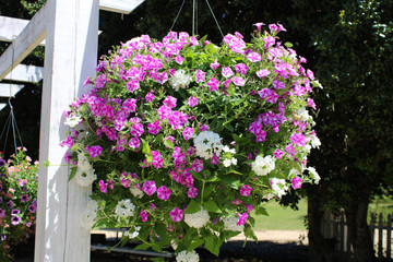 Hanging basket