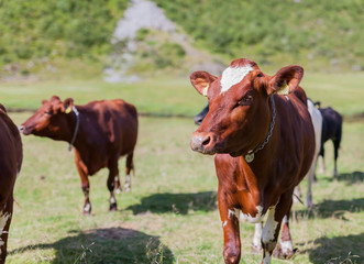 ROMEDALEN, NORWAY - 2014 JULY 21. Close up of a group of cows.