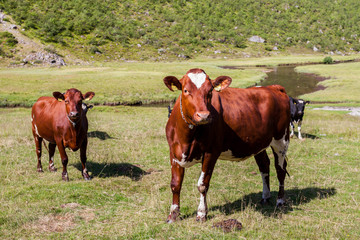 Fototapeta na wymiar Cows graze on Norwegian nature by the river.