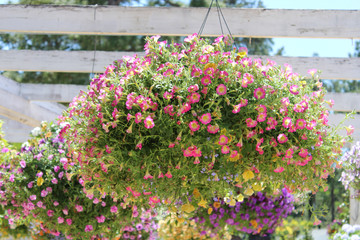 Colorful Hanging Baskets 