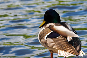 a gray wild duck with a dark blue head stands on a pier near the water in the river with its back . bird and nature