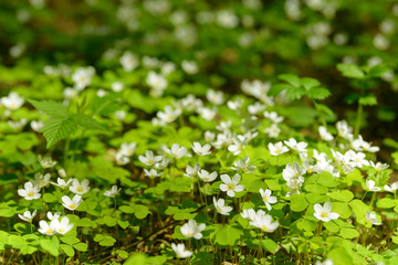 Fototapeta na wymiar Oxalis articulata or acetosella. Medicinal wild blossoming wood sorrel herb. Grass with white, pink or yellow flowers growing in the forest or glade. Healthy plant used as food and drink ingredient.