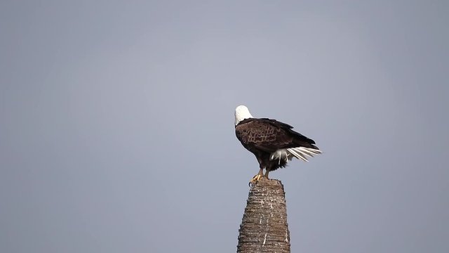 Bald Eagle sitting on top of dead palm tree on a windy day in a Florida Wetland