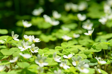 Oxalis articulata or acetosella. Medicinal wild blossoming wood sorrel herb. Grass with white, pink or yellow flowers growing in the forest or glade. Healthy plant used as food and drink ingredient.