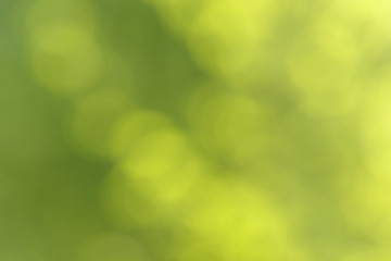 Fototapeta premium Blurred bokeh nature background. Abstract natural backdrop of park, forest or garden. Soft defocused photo of plants with leaves and stems. Tree, bush or grass made with bokeh effect.