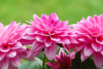 Close up of pink dahlia flowers in the garden