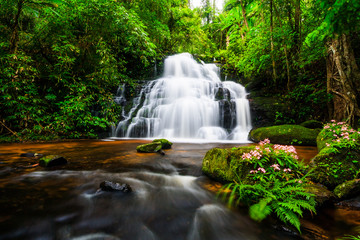 Beautiful nature waterfall steps rock mountain with Snapdragon flower (Pink Habenaria rhodocheila)...