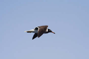  Bird White-eyed gull in flight © moniadk