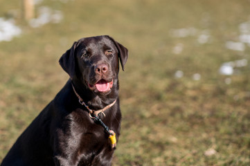 Fototapeta premium handsome young brown labrador retriever