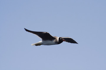 
Bird White-eyed gull in flight
