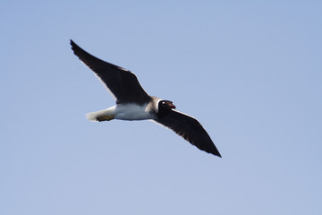 
Bird White-eyed gull in flight
