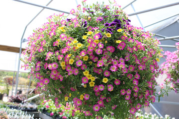 Hanging Baskets of Flowers