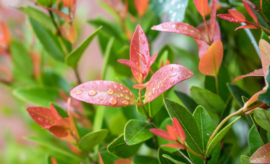 Christina leaves(Syzygium australe), Red leaf with blurred background, Spring Summer bright garden.After the rain. Stop the dew on the leaves.