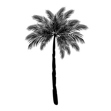 Tropical Palm Trees Silhouettes. Vector illustration Black isolated on white background. Illustration In Nature Style. For Web Banners, Posters, Cards, Wallpapers. 