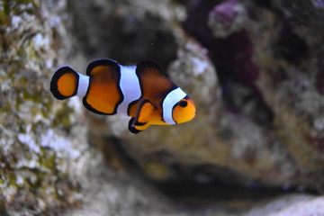 Poisson clown