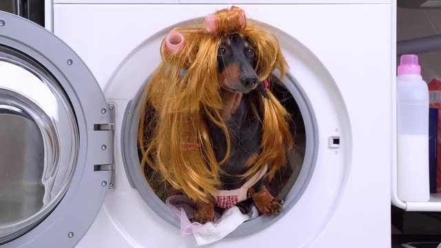 Housewife dachshund dog in battered shaggy wig with curlers, hairpins and ponytails, in pink princess dress obediently sits in drum of washing machine with dirty laundry and barks, front view.
