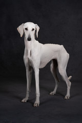 Obraz na płótnie Canvas Greyhound dog in the studio on a gray background