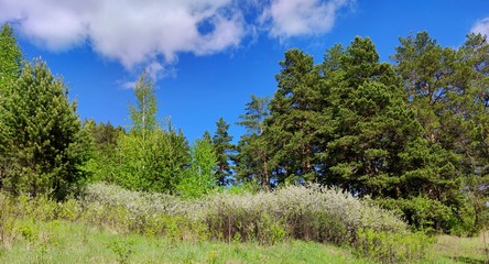 trees and bushes on a hilltop against a beautiful blue sky with clouds on a sunny day