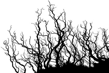 Obraz premium tree branches silhouette