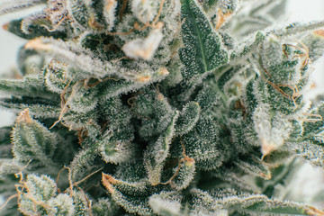Pot green flower. Fresh green weed In details. Macro trichomes of cannabis.