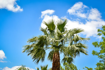 Fototapeta premium tropical palm tree with sky with clouds