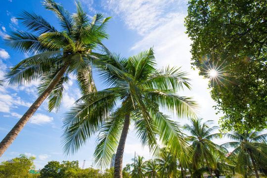 Coconut Green Tree Tropical Forest In City Park Against Blue Sky