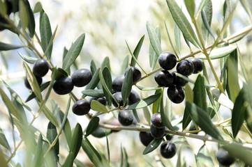  typical olive of the area of umbria in central Italy where the variety of olives collected is...