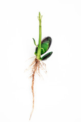 Green young plant growing on white background.