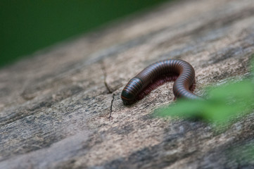Millipede
