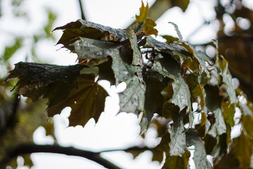 autumn leaves on the tree