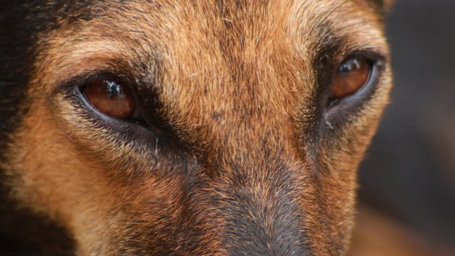Closeup of indian brown dog ,looking at the camera with a unique smile.