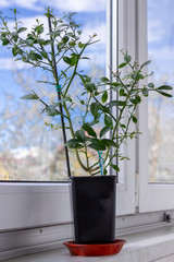 Young citrus plant Faustrimedin, Microcitronella, hybrid between Microcitrus and Calamondin in a black pot with two unripe green fruits on the window sill. Close-up. Indoor citrus tree growing
