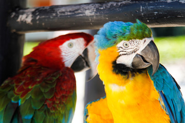 Obraz premium Detail of the faces of two colored parrots