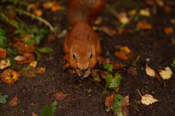 squirrel in the forest