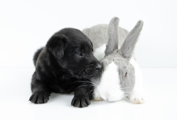 rabbit and dog sit on white table background. Easter day