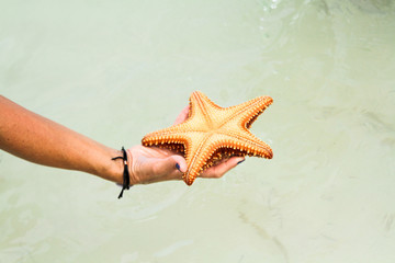 Fototapeta na wymiar Hand holding a starfish on the sea