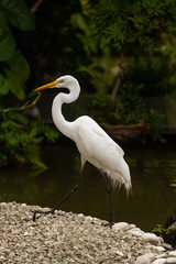 Zygote walking along a riverbank