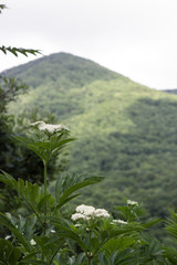 mountain landscape with trees