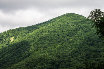 mountain landscape with trees