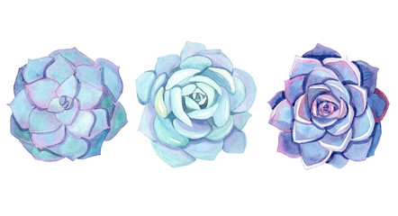 watercolor blue succulents set isolated on white background. Echeveria flowers
