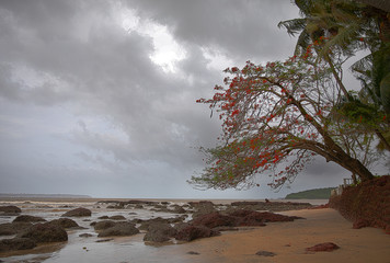 tree on the beach