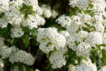 white lilac flowers