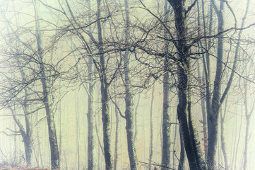 creative shot the morning mist in a group of beech trees in the mountains  and the light through the trees and the fog creates a magical atmosphere with vintage and instagram colors