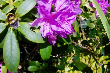 Rhododendron