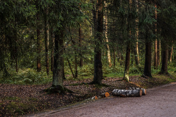 road in the forest