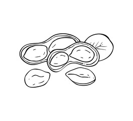 Hand drawn peanut images isolated on white background. Ink sketch of nuts. Vector illustration. Peanuts, nuts in shell and  leaf.